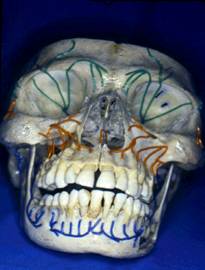 Figura 7. Peça anatômica preparada por Dra Fátima Faraco. Faculdade de Odontologia da USP – departamento de Anatomia. Anatomia para Anestesiologia. Simulação do Nervo Trigêmio.